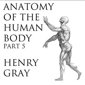 Anatomy of the Human Body, Part 5 (Gray's Anatomy) audiobook cover
